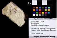 Foto (Objket + Etiketten) von Decapoda indet. 